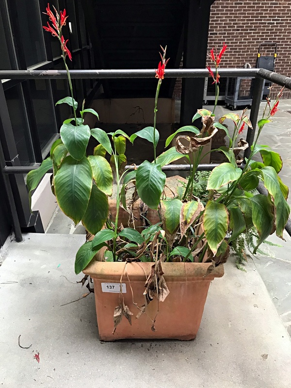 Large Terracotta Plant Pot w/ Free Pretty Red Flowering Plant - Image 1 of 2