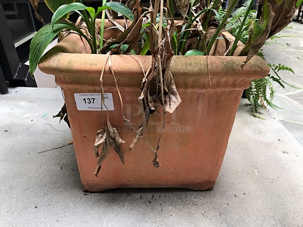 Large Terracotta Plant Pot w/ Free Pretty Red Flowering Plant - Image 2 of 2