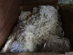 ALL ONE MONEY! Lot of Mop Heads!