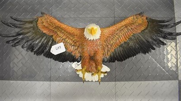 ONE OF A KIND! Design Toscano Freedom's Pride Eagle. 31x8x10 