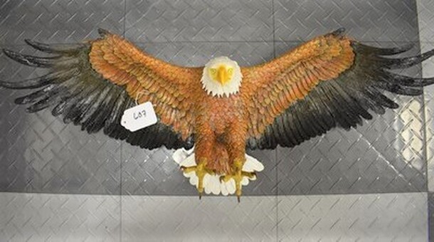 ONE OF A KIND! Design Toscano Freedom's Pride Eagle. 31x8x10  - Image 1 of 4