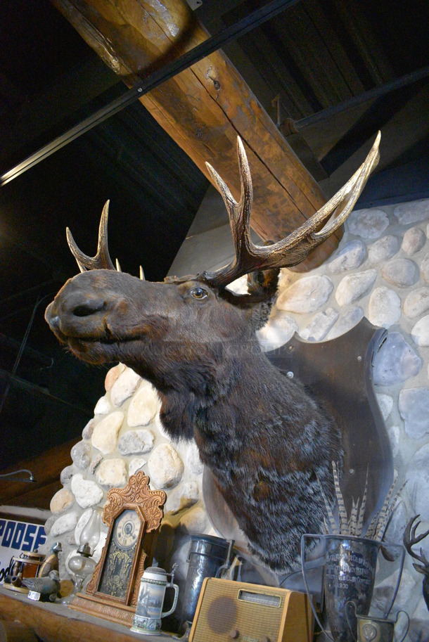 Stuffed Moose Head. BUYER MUST REMOVE. 