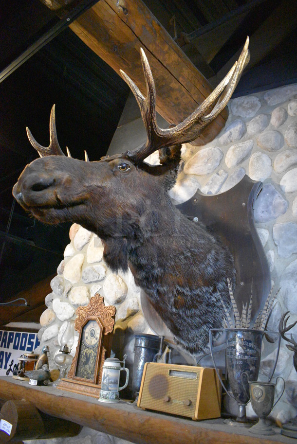 Stuffed Moose Head. BUYER MUST REMOVE.  - Image 2 of 5