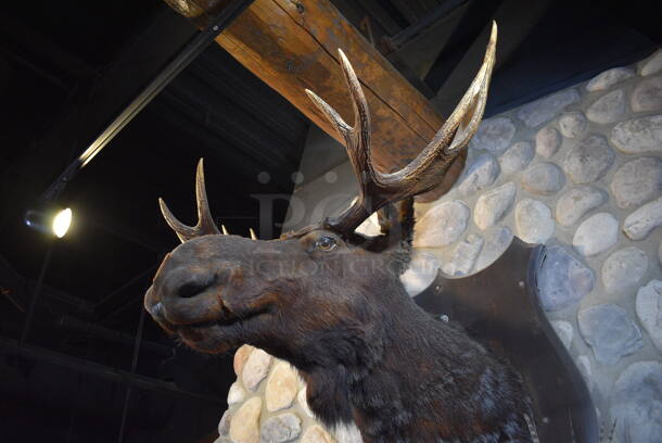 Stuffed Moose Head. BUYER MUST REMOVE.  - Image 3 of 5