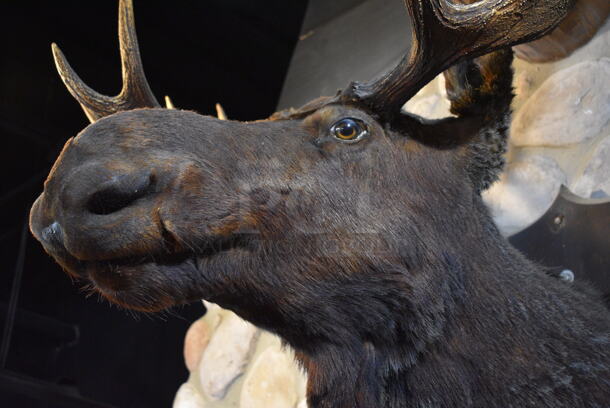 Stuffed Moose Head. BUYER MUST REMOVE.  - Image 4 of 5