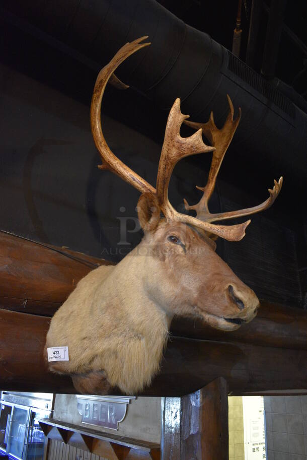 Stuffed Reindeer Head. BUYER MUST REMOVE.  - Image 1 of 5