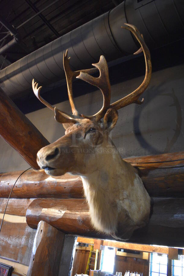 Stuffed Reindeer Head. BUYER MUST REMOVE.  - Image 2 of 5
