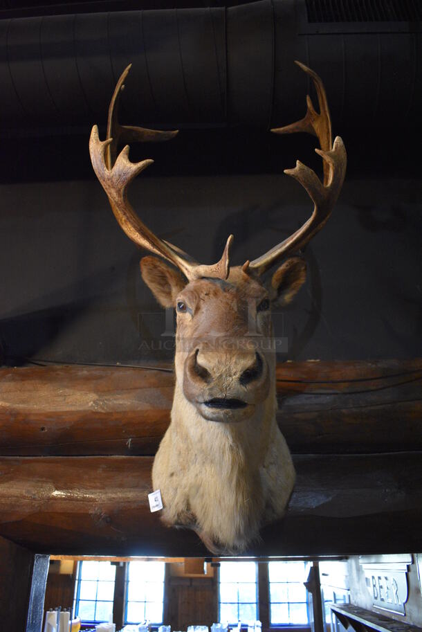 Stuffed Reindeer Head. BUYER MUST REMOVE.  - Image 3 of 5