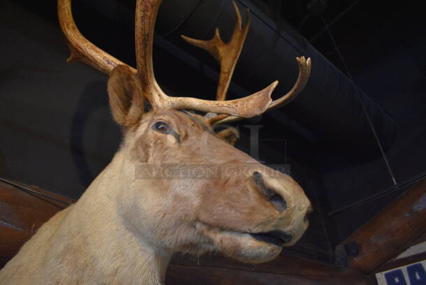 Stuffed Reindeer Head. BUYER MUST REMOVE.  - Image 4 of 5