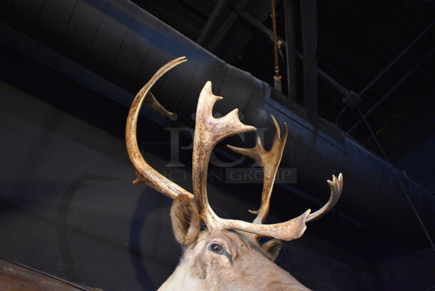 Stuffed Reindeer Head. BUYER MUST REMOVE.  - Image 5 of 5