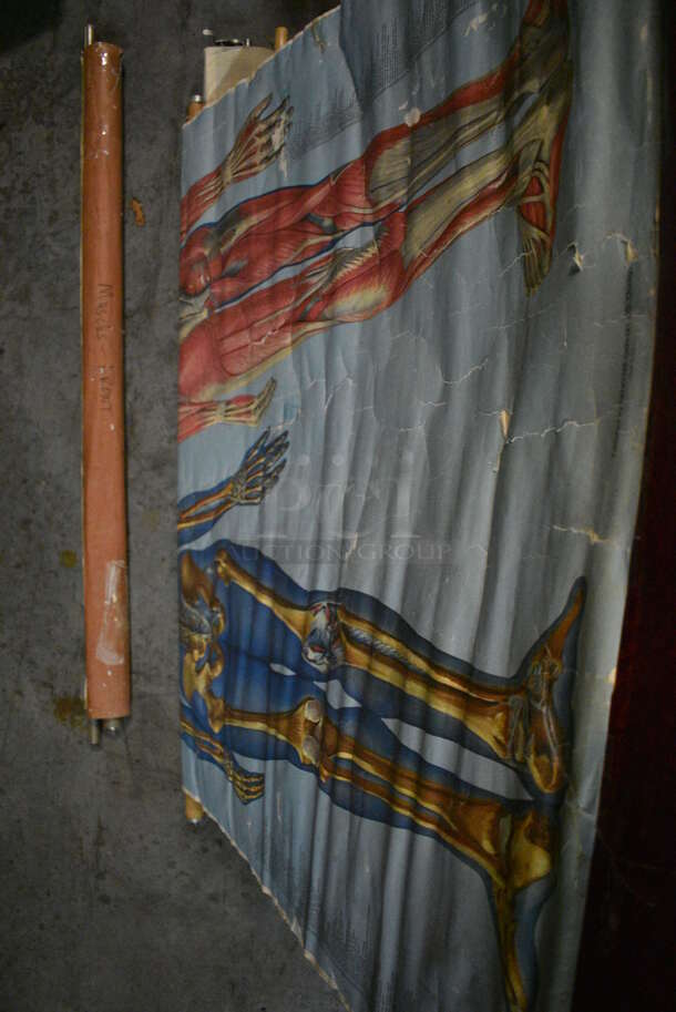 3 Roll Down Posters Including Muscles. 48". 3 Times Your Bid! (facilities) - Image 2 of 4