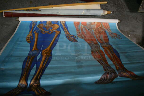 3 Roll Down Posters Including Muscles. 48". 3 Times Your Bid! (facilities) - Image 3 of 4