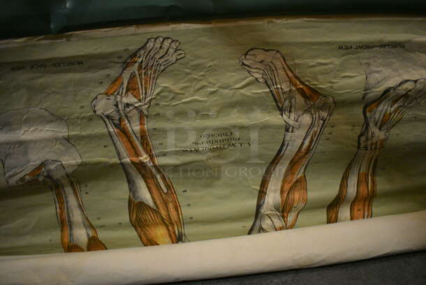 3 Roll Down Posters Including Muscles. 48". 3 Times Your Bid! (facilities) - Image 4 of 4
