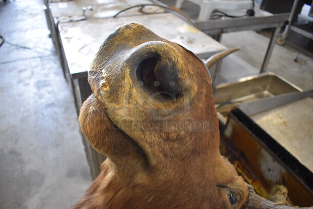 Moose Head. 33x38x44 - Image 2 of 9