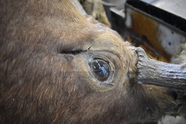 Moose Head. 33x38x44 - Image 3 of 9