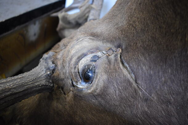 Moose Head. 33x38x44 - Image 4 of 9