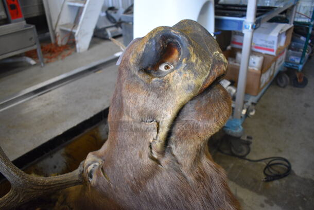 Moose Head. 33x38x44 - Image 5 of 9