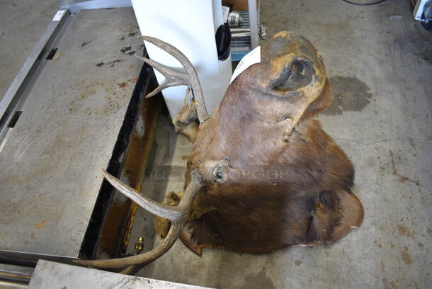 Moose Head. 33x38x44 - Image 6 of 9