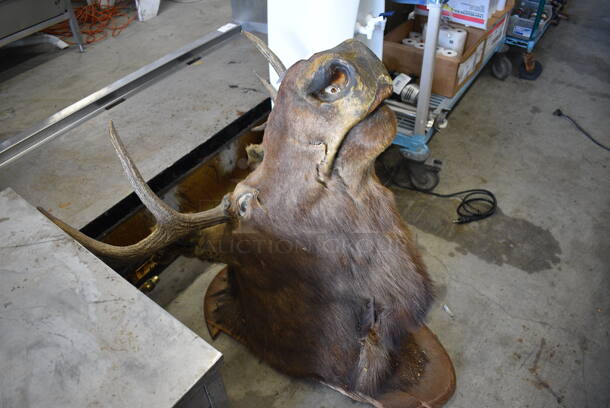 Moose Head. 33x38x44 - Image 7 of 9