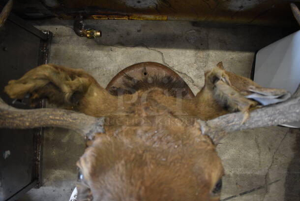 Moose Head. 33x38x44 - Image 9 of 9