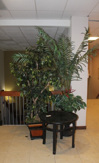 ALL ONE MONEY! 2 Plants And 1 Table. 
