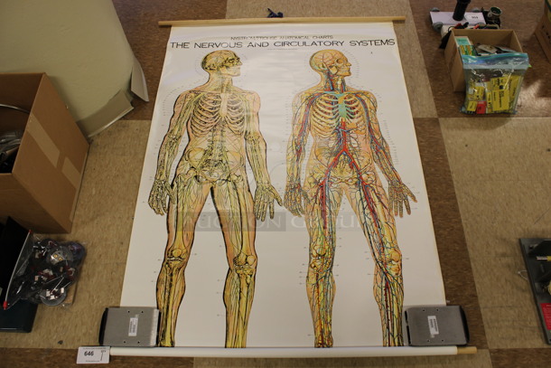 Nystrom/Frohse Anatomical Chart of The Nervous and Circulatory System Poster. 42x60. (Room 108)