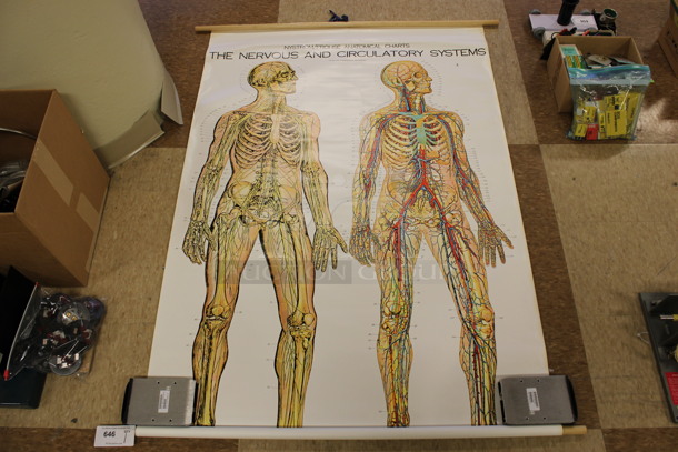 Nystrom/Frohse Anatomical Chart of The Nervous and Circulatory System Poster. 42x60. (Room 108) - Image 1 of 4