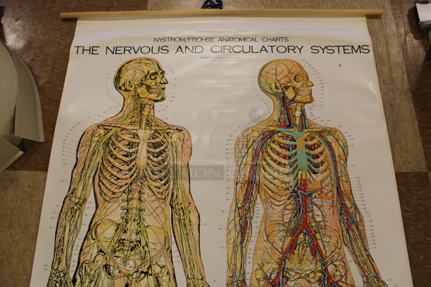 Nystrom/Frohse Anatomical Chart of The Nervous and Circulatory System Poster. 42x60. (Room 108) - Image 2 of 4