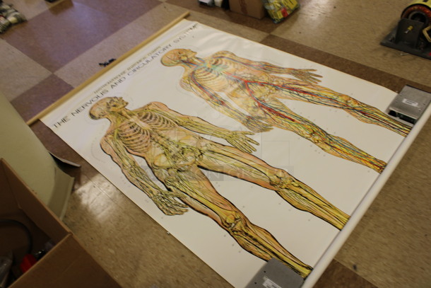 Nystrom/Frohse Anatomical Chart of The Nervous and Circulatory System Poster. 42x60. (Room 108) - Image 4 of 4
