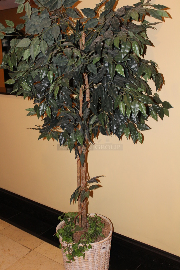 Ficus Tree in Planter. 16x16x78