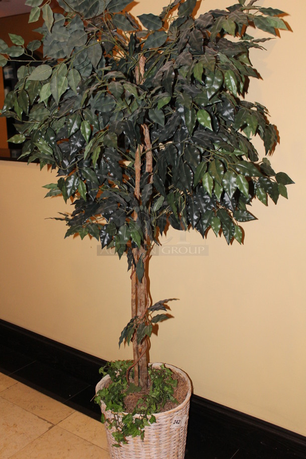 Ficus Tree in Planter. 16x16x78 - Image 1 of 3