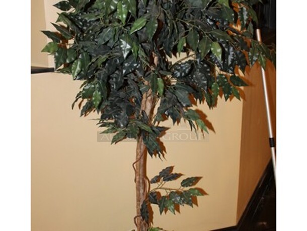 Ficus Tree in Planter. 16x16x78 - Image 2 of 3