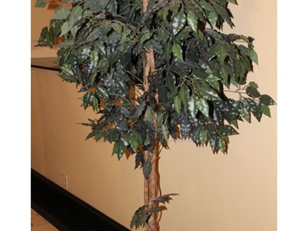 Ficus Tree in Planter. 16x16x78 - Image 3 of 3