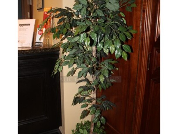 Ficus Tree in Planter. 12x12x72