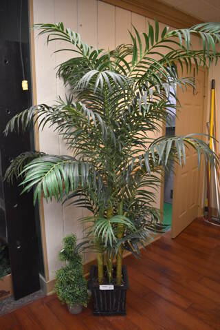 2 Various Trees. Includes 26", 77". 2 Times Your Bid! (garden center)