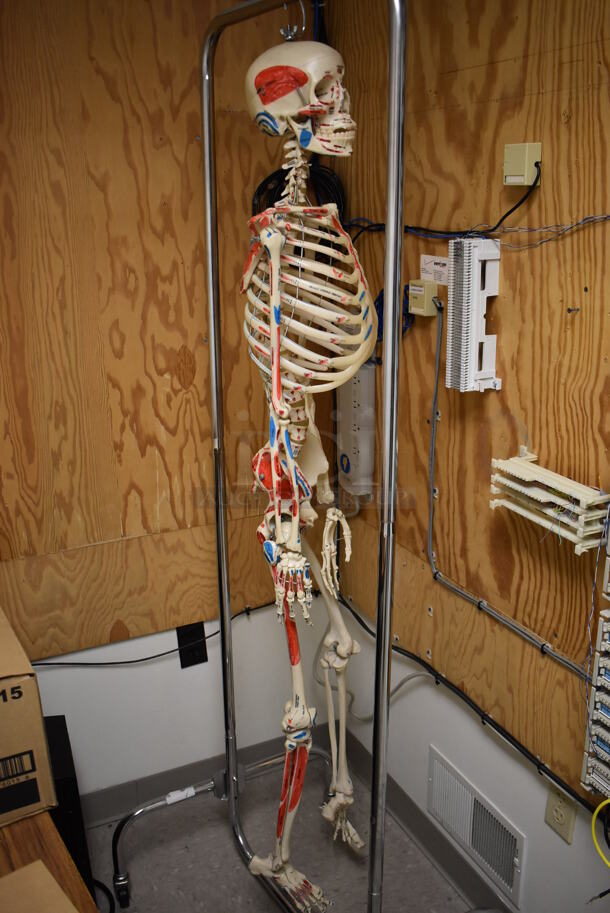 ALL ONE MONEY! Room Lot of Various Items Including Skeleton on Cart and Table. BUYER MUST REMOVE. (Offices - Hallway by Facilities Closet) - Image 2 of 6