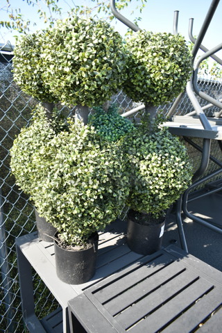 4 Fake Plants. 4 Times Your Bid!