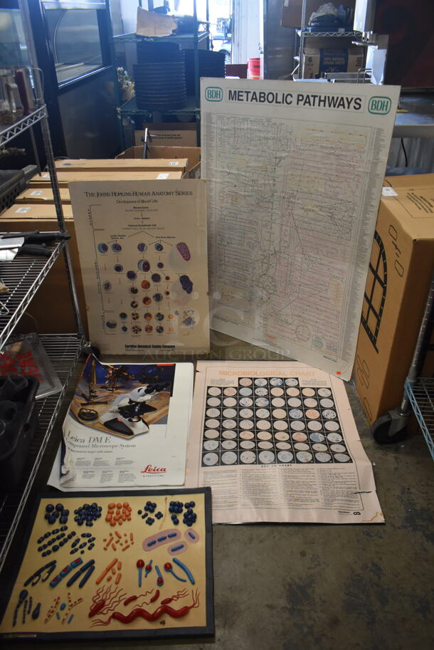 ALL ONE MONEY! Lot of Metabolic Pathways, Development Of Blood Cells Chart AND MORE!  - Image 1 of 7