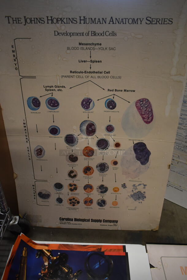 ALL ONE MONEY! Lot of Metabolic Pathways, Development Of Blood Cells Chart AND MORE!  - Image 6 of 7