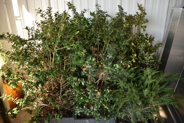 ALL ONE MONEY! Lot of 6 Various Fake Plants in Stone Planters! Includes 12x12x43 - Image 2 of 5