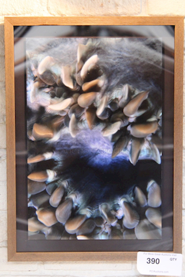 BEAUTIFUL! Framed Mollusk Print. 15-1/2x21-1/2