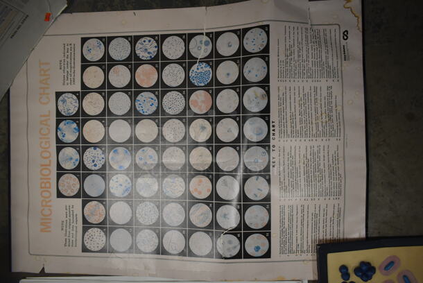 ALL ONE MONEY! Lot of Metabolic Pathways, Development Of Blood Cells Chart AND MORE!  - Image 3 of 7