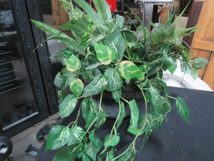One Potted Plant