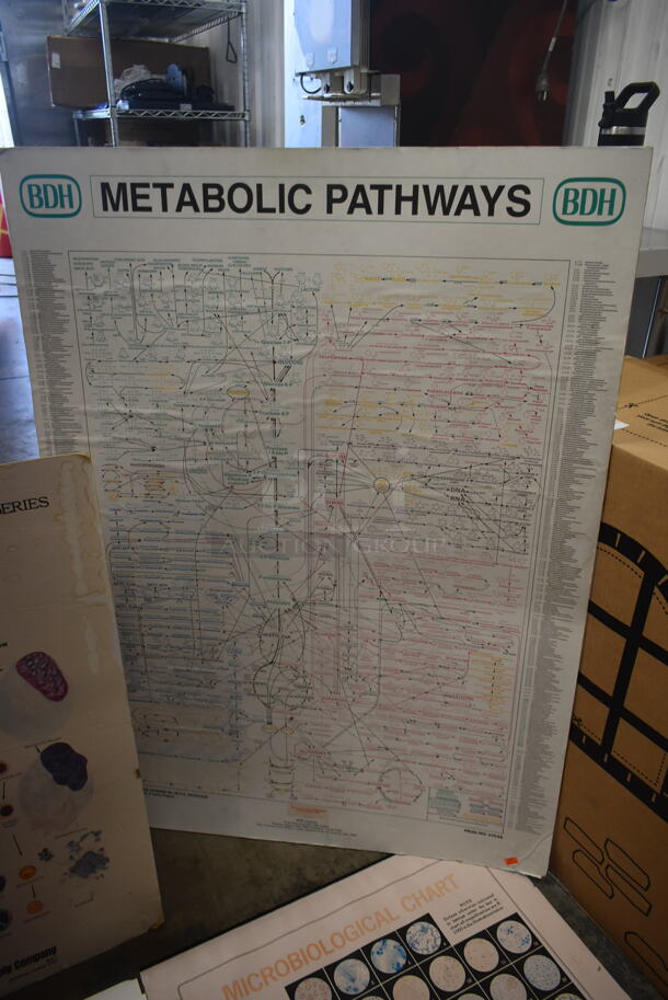 ALL ONE MONEY! Lot of Metabolic Pathways, Development Of Blood Cells Chart AND MORE!  - Image 7 of 7