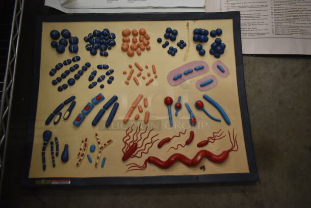 ALL ONE MONEY! Lot of Metabolic Pathways, Development Of Blood Cells Chart AND MORE!  - Image 2 of 7
