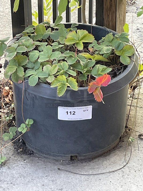 Plastic Planter  - Image 1 of 1