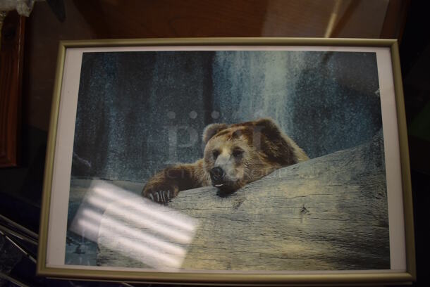 3 Framed Pictures of Gorillas and Bear. Includes 15.5x1x12.5. 3 Times Your Bid! - Image 5 of 5