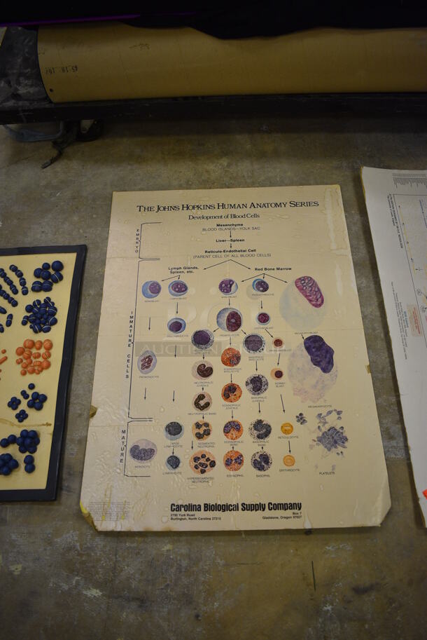 ALL ONE MONEY! Lot of Leica Science Learning Guides (Main Building) - Image 3 of 5